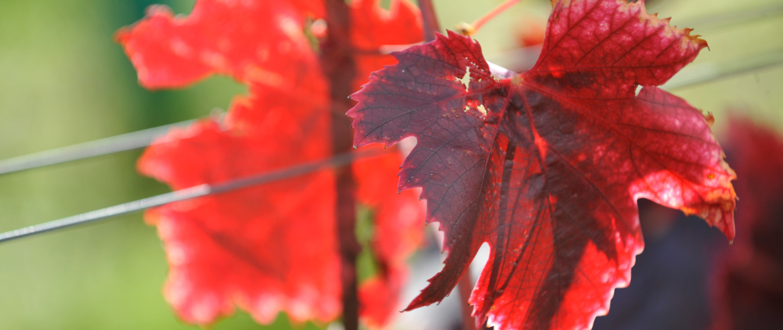Header_Medien_VH2,37_F_GO68597